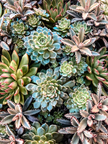 Endless Succulents