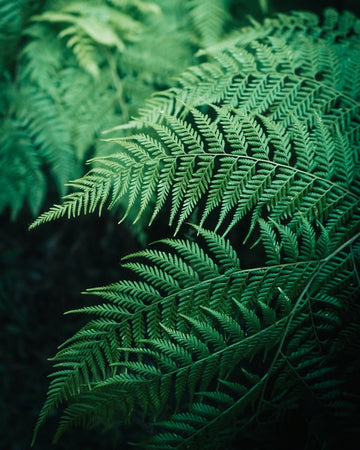 Evergreen