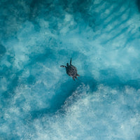 Exmouth Turtle