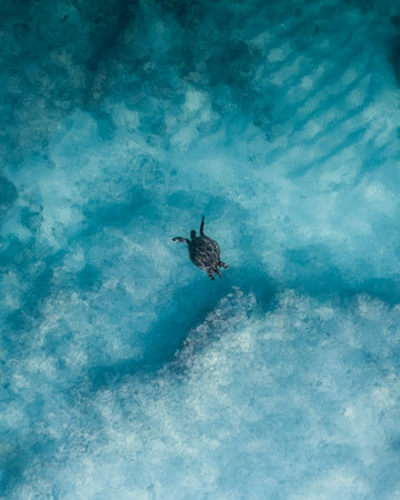 Exmouth Turtle