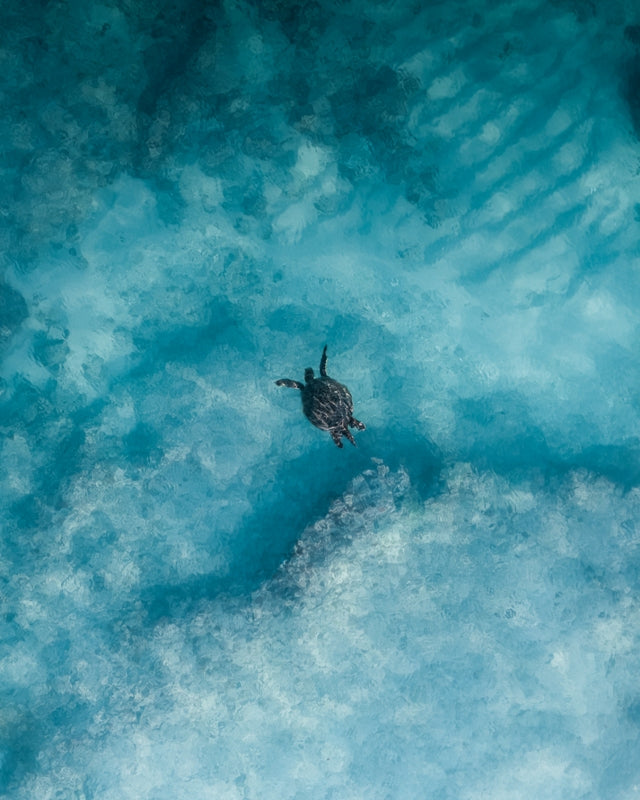 Exmouth Turtle