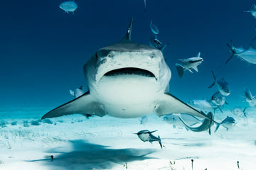 Facing a Tiger Shark