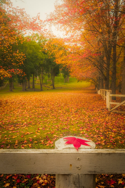 Fall Colors