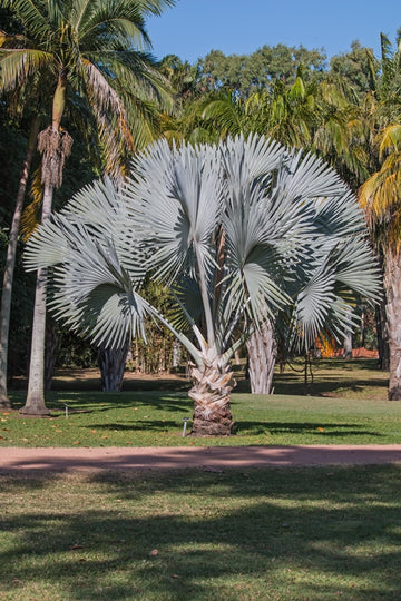 Fan Palm
