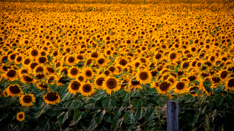 A field of fenced yellow Sunflowers