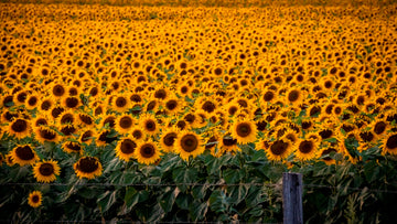 A field of fenced yellow Sunflowers