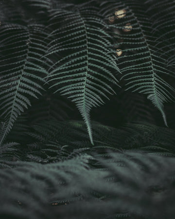 Ferns in one of Tasmania's Rainforests1