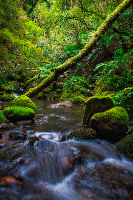 Five Day Creek