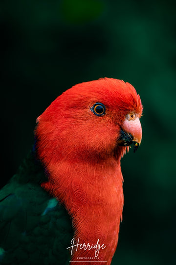Flaming Parrot