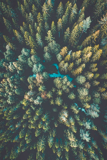 Flooded Woods