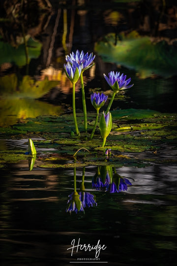 Floral Reflection