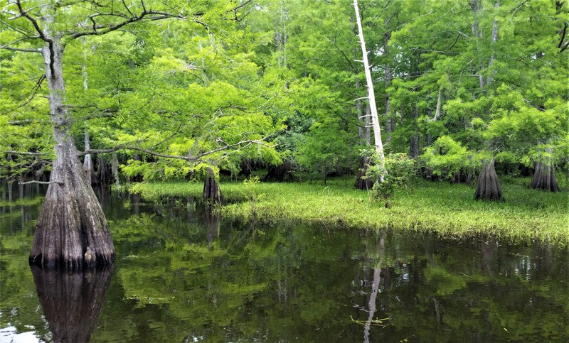 Florida Swamp