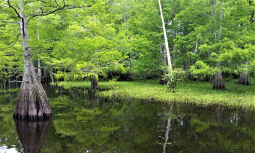 Florida Swamp