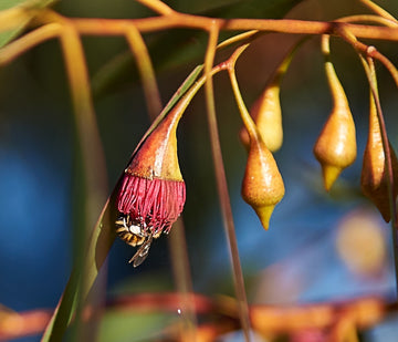 Flower Bee