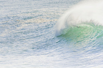Flying with the swell