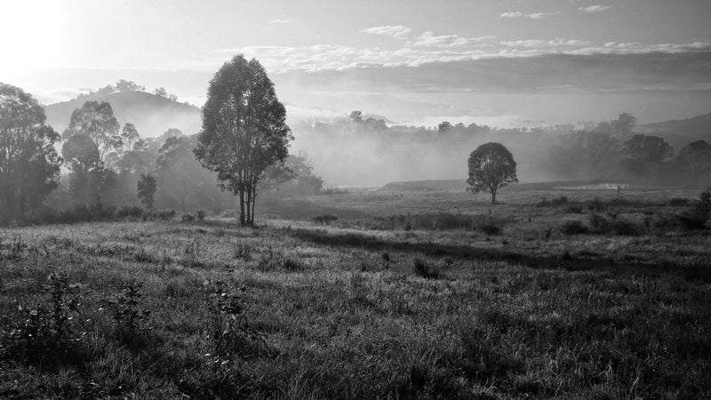 Foggy Mood
