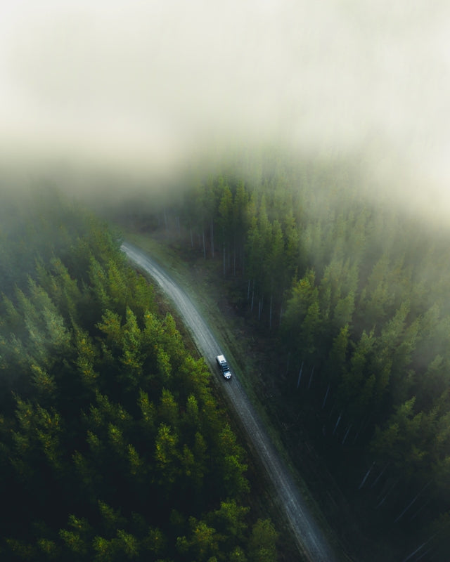 Forest Drive