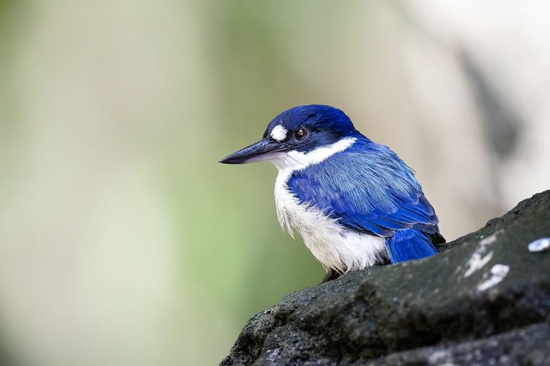 Forest Kingfisher