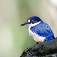 Forest Kingfisher