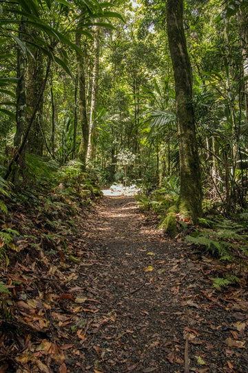 Forest Walk