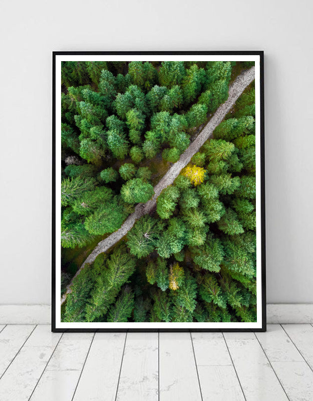 Forest in Slovenia