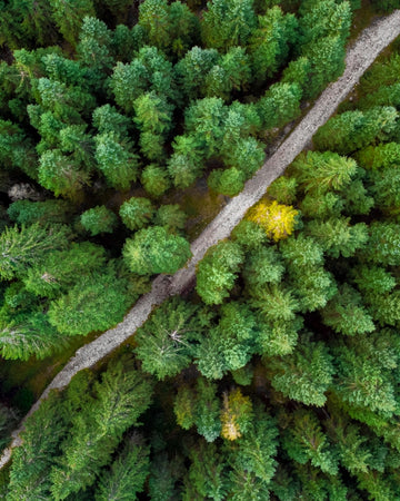 Forest in Slovenia