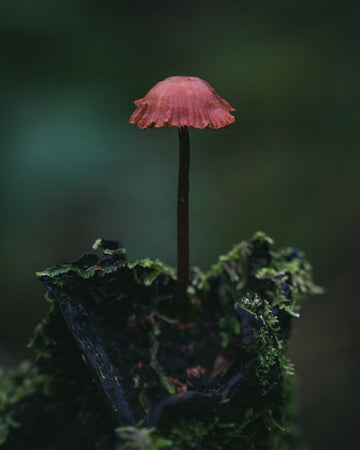 Forest Mushroom