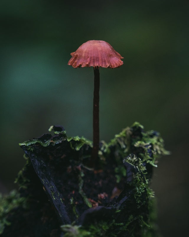 Forest Mushroom