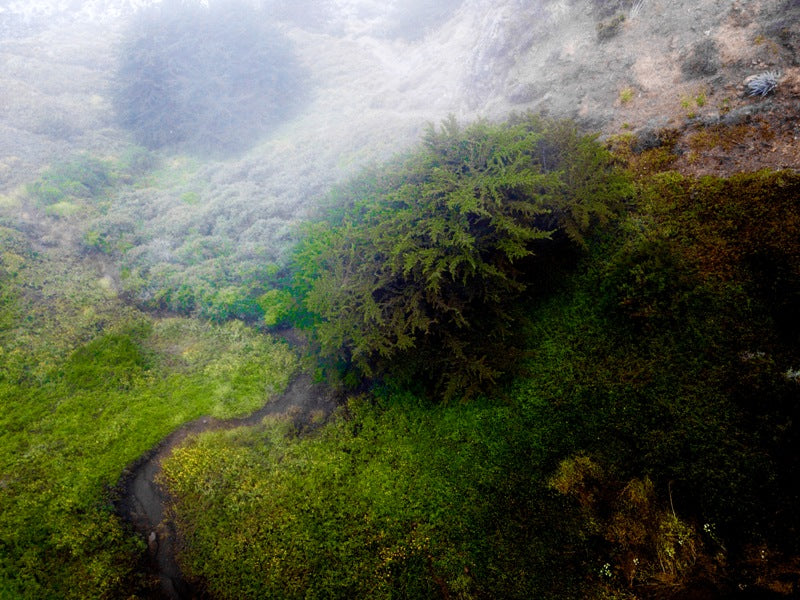 Forests