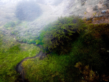 Forests
