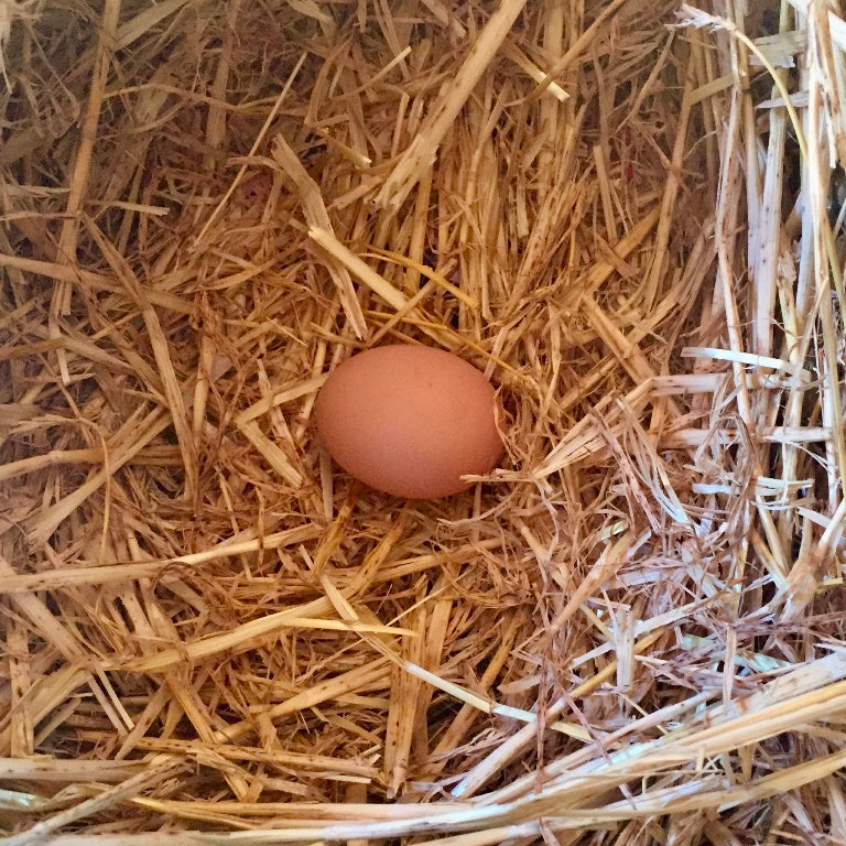 Free Range