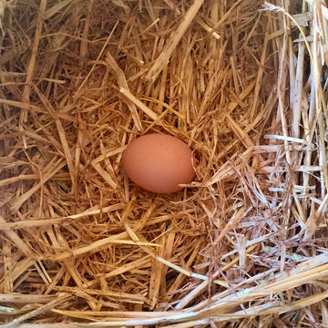 Free Range
