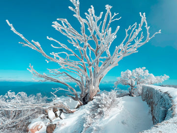 Frozen