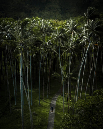 GIANT PALMS