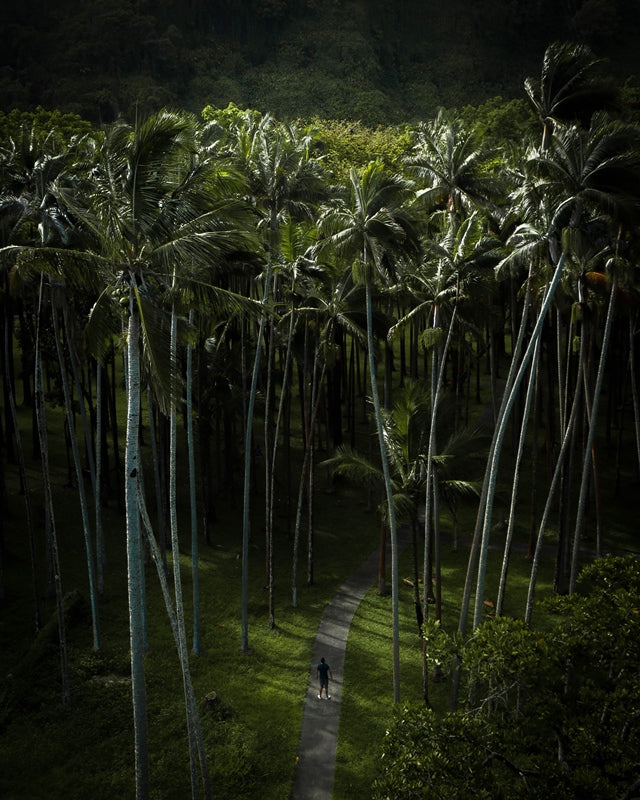 GIANT PALMS