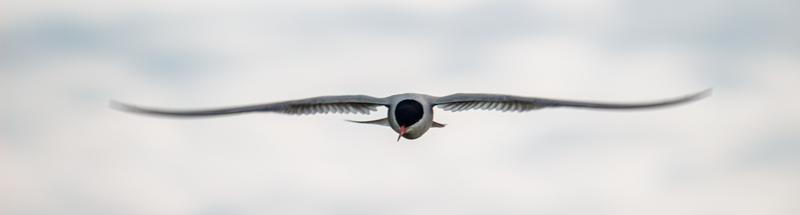 GLIDER
