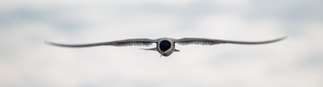 GLIDER