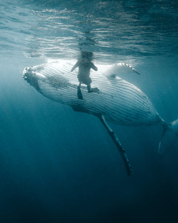 Gentle Giant