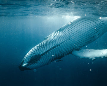 Gentle Giant