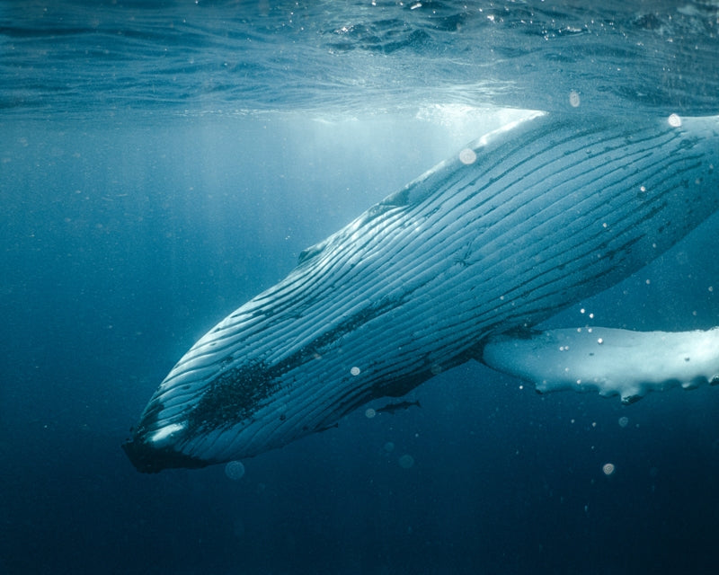 Gentle Giant
