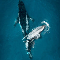 Gentle Giants