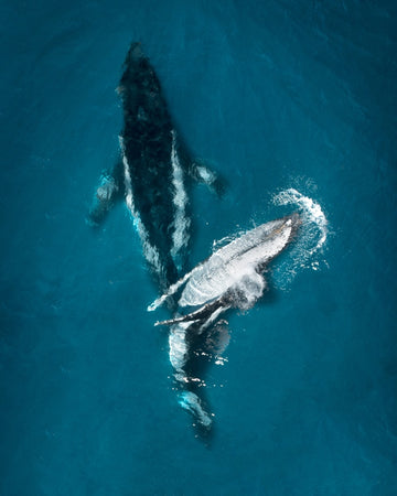 Gentle Giants