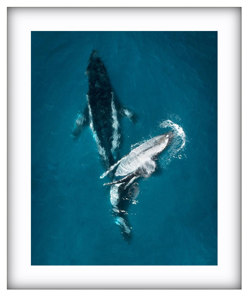 Gentle Giants