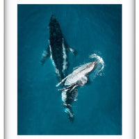 Gentle Giants