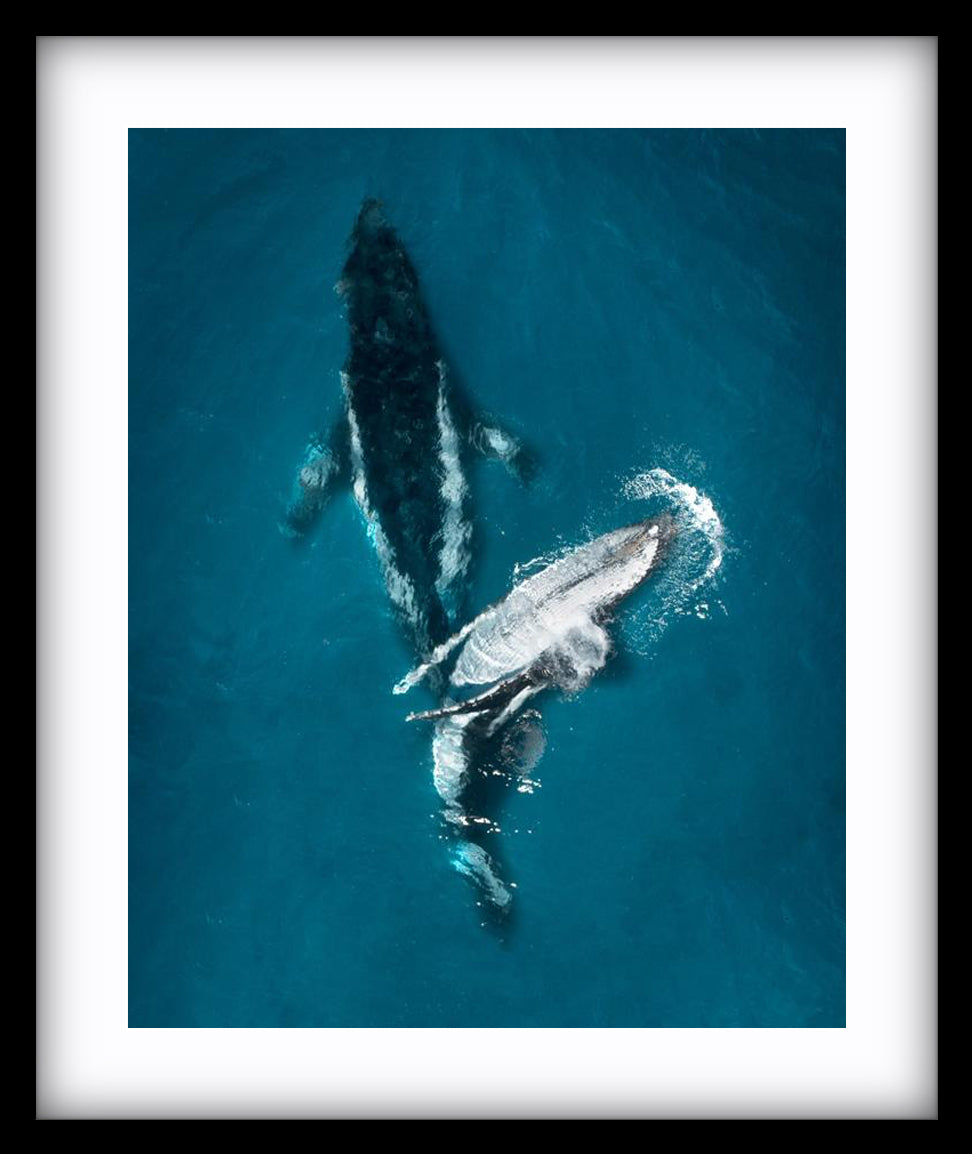 Gentle Giants