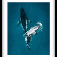 Gentle Giants