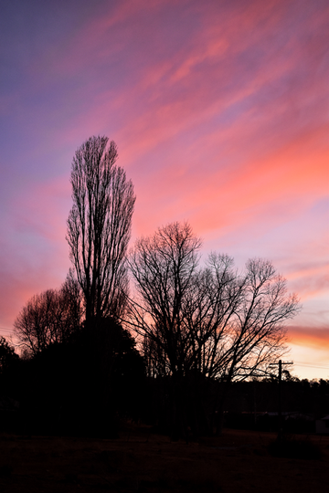 Ghost trees