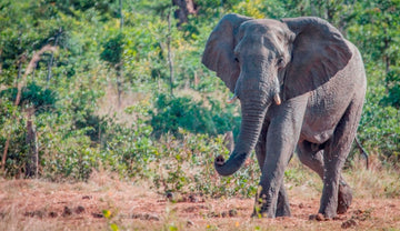 Giants of the Zambezi National Park