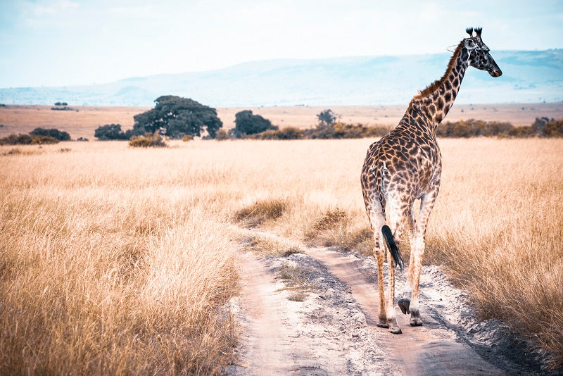 Giraffe