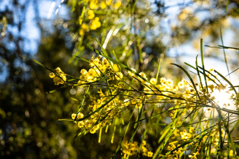 Girraween Wattle